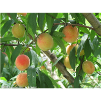 广州水蜜桃苗基地，广州水蜜桃苗，水蜜桃嫁接苗 