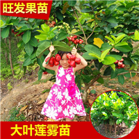 惠州莲雾苗·博罗莲雾苗·惠州果苗基地 