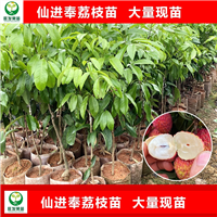 惠州仙进奉荔枝苗