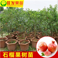 惠州水果苗，惠州石榴苗，批发石榴苗 