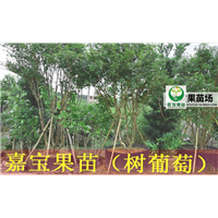 广东果苗价格\惠东嘉宝果苗\惠阳嘉宝果苗 