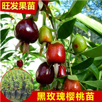 东莞黑玫瑰樱桃苗，东莞樱桃苗，批发樱桃苗 