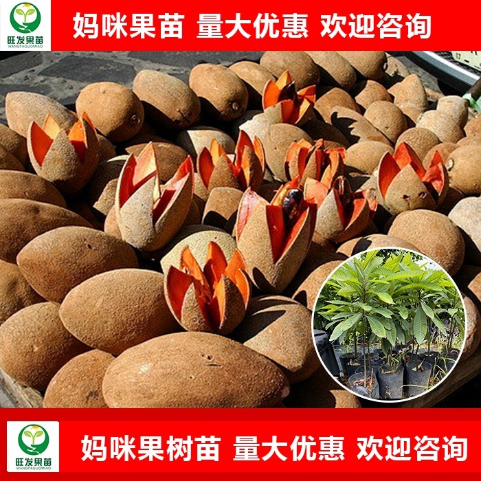 妈咪果苗