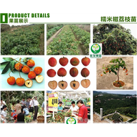 广州果树苗，广州荔枝苗，广州糯米糍荔枝苗 