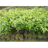 广州水蜜桃苗价格，广州水蜜桃苗，广州果苗 
