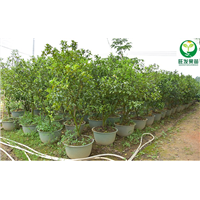 东莞沙糖桔苗基地，东莞沙糖桔苗，东莞柑橘苗 