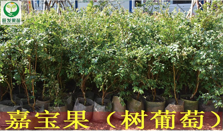惠州果苗\惠州嘉宝果苗\广东嘉宝果苗 