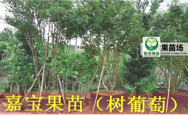 广东果苗价格\惠东嘉宝果苗\惠阳嘉宝果苗 