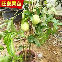 东莞百香果苗，又称鸡蛋果 西番莲 