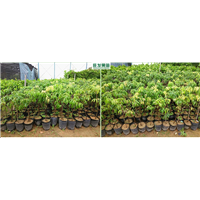 大亚湾荔枝苗价格\大亚湾荔枝苗出售 