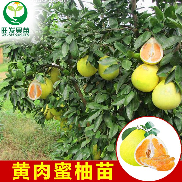 惠州黄金蜜柚苗价格，惠州黄金蜜柚苗，广东果树苗 