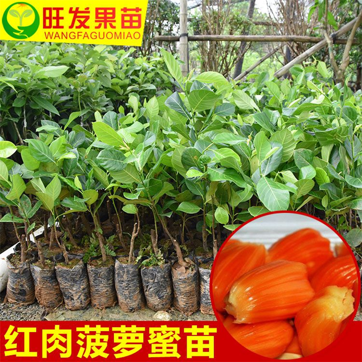 东莞红肉菠萝蜜苗，东莞干包菠萝果树苗 