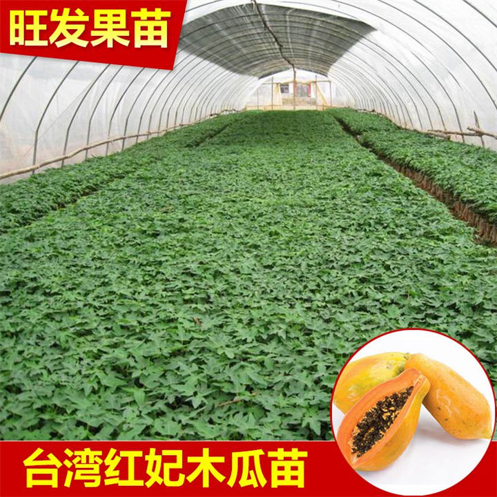 广东木瓜苗，惠阳木瓜苗，红妃木瓜苗批发 