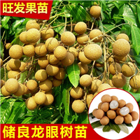 优质龙眼苗|惠州龙眼苗|供应龙眼苗 