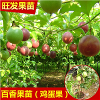 百香果苗盆栽，广州紫香百香果苗 