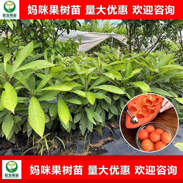 梅州妈咪果苗
