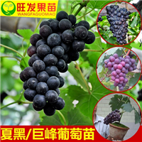 夏黑葡萄苗，广州葡萄苗，广州果苗批发 