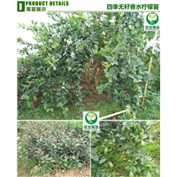 四季香水无核柠檬苗 东莞柠檬树苗 东莞柠檬苗 
