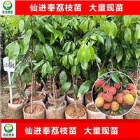 东莞仙进奉荔枝苗