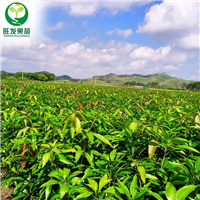 惠州象牙芒果苗，惠州芒果苗，惠州果苗 