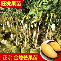惠州金煌芒果苗基地\惠州金煌芒果苗批发 