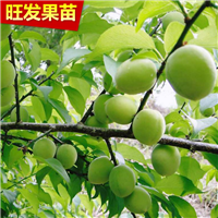 惠州青梅苗价格，惠城区酸梅苗，广东果苗 