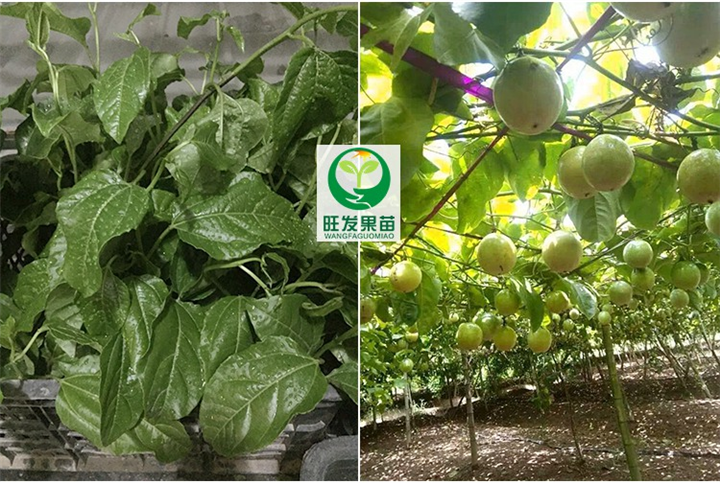 供应黄金百香果苗，广东黄金百香果苗，惠州黄金百香果苗 