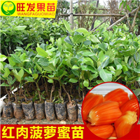 东莞红肉菠萝蜜苗，东莞干包菠萝果树苗 