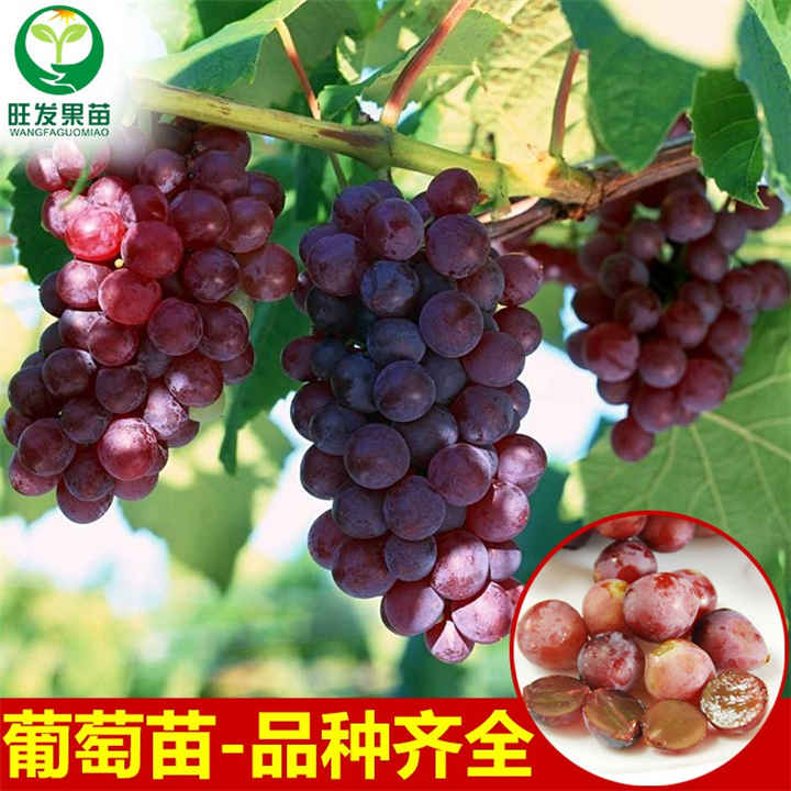 广东葡萄苗，深圳葡萄苗价格，深圳巨锋葡萄苗 