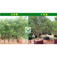 大亚湾嘉宝果苗批发\大亚湾嘉宝果苗价格 