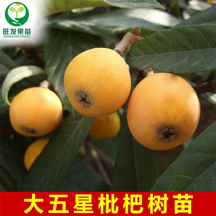 广东枇杷苗\龙门枇杷苗\广东出售枇杷苗 