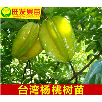 淡水果苗批发\淡水杨桃苗基地\淡水杨桃苗 