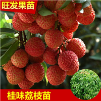深圳桂味荔枝苗基地，深圳桂味荔枝苗，供应桂味荔枝苗 