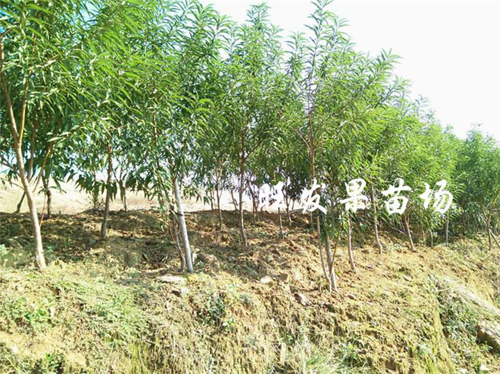 批发桃花苗，广州桃花苗，广州桃花苗价格 