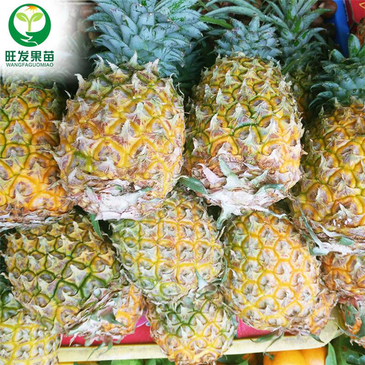 东莞地菠萝苗，广州地菠萝苗，广东果树苗 