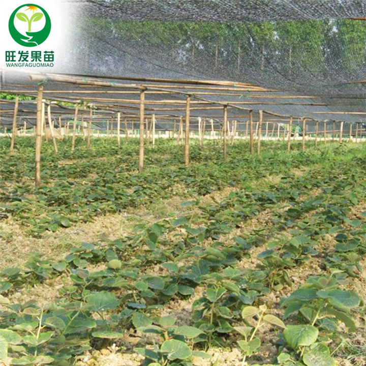 惠州奇异果苗（弥猴桃苗）价格，惠州弥猴桃苗 