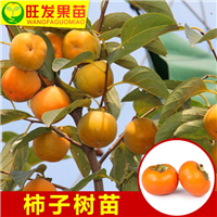 惠州柿子苗价格，批发柿子苗，柿子嫁接苗 
