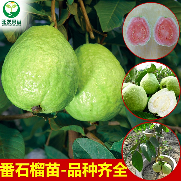 广东批发番石榴苗\广东番石榴苗基地 