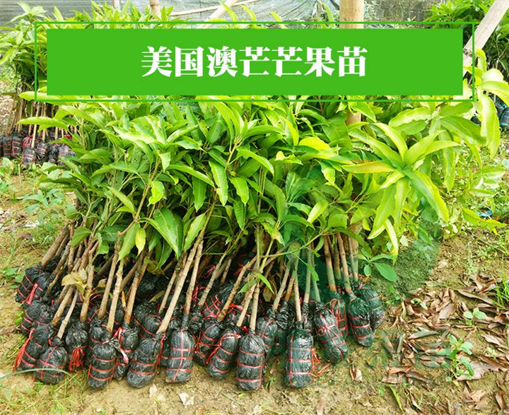 广东果苗基地、广东澳芒果苗、惠州澳芒果苗 