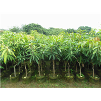 惠州芒果苗\淡水芒果苗\惠州果苗基地 