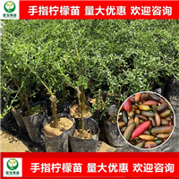 惠州手指柠檬苗