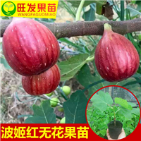 销售无花果苗，惠州无花果苗，惠州果苗基地 