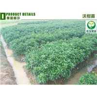 广东沃柑苗基地，广东沃柑苗，广东果苗场 