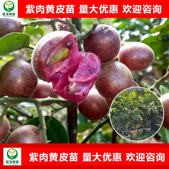 广西紫肉黄皮苗