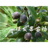 惠州供应果苗 惠州果树苗 野果苗 惠州捻子苗 
