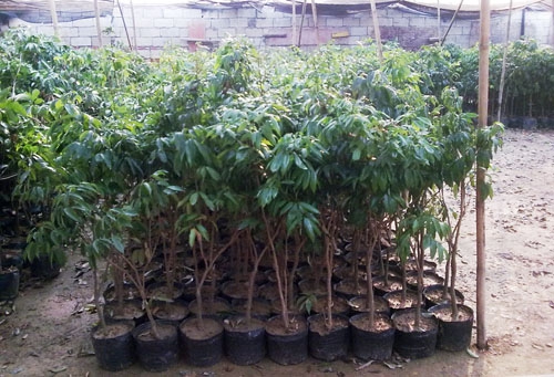 出售荔枝苗，广东荔枝苗，惠州荔枝苗批发 