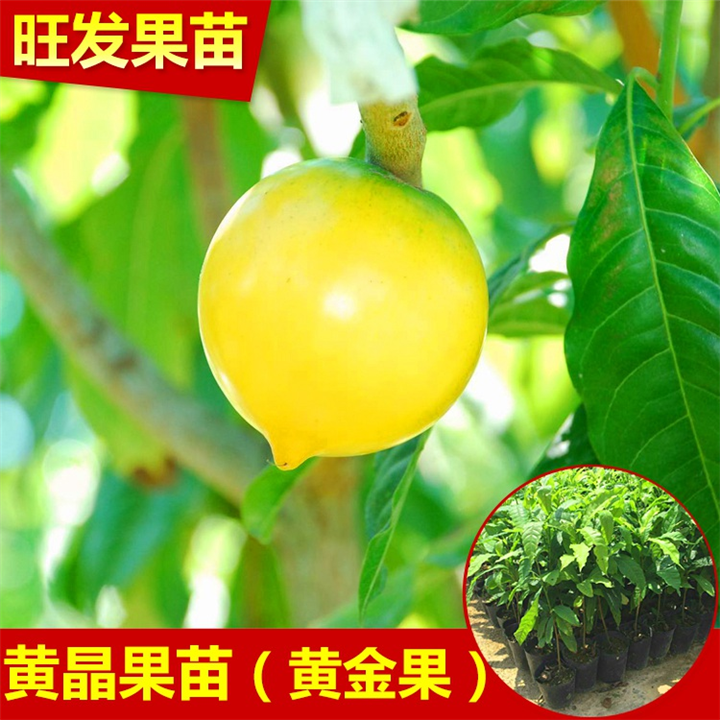 黄晶果苗（黄金果苗） 东莞黄金果苗，惠州黄金果苗 