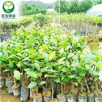 广东榴莲菠萝蜜苗基地，广东榴莲菠萝蜜苗 