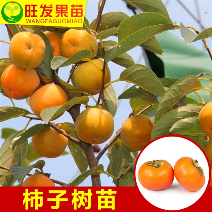 惠州柿子苗价格，批发柿子苗，柿子嫁接苗 