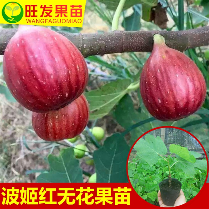 销售无花果苗，惠州无花果苗，惠州果苗基地 